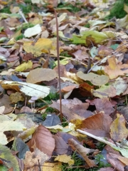 Macrotyphula fistulosa