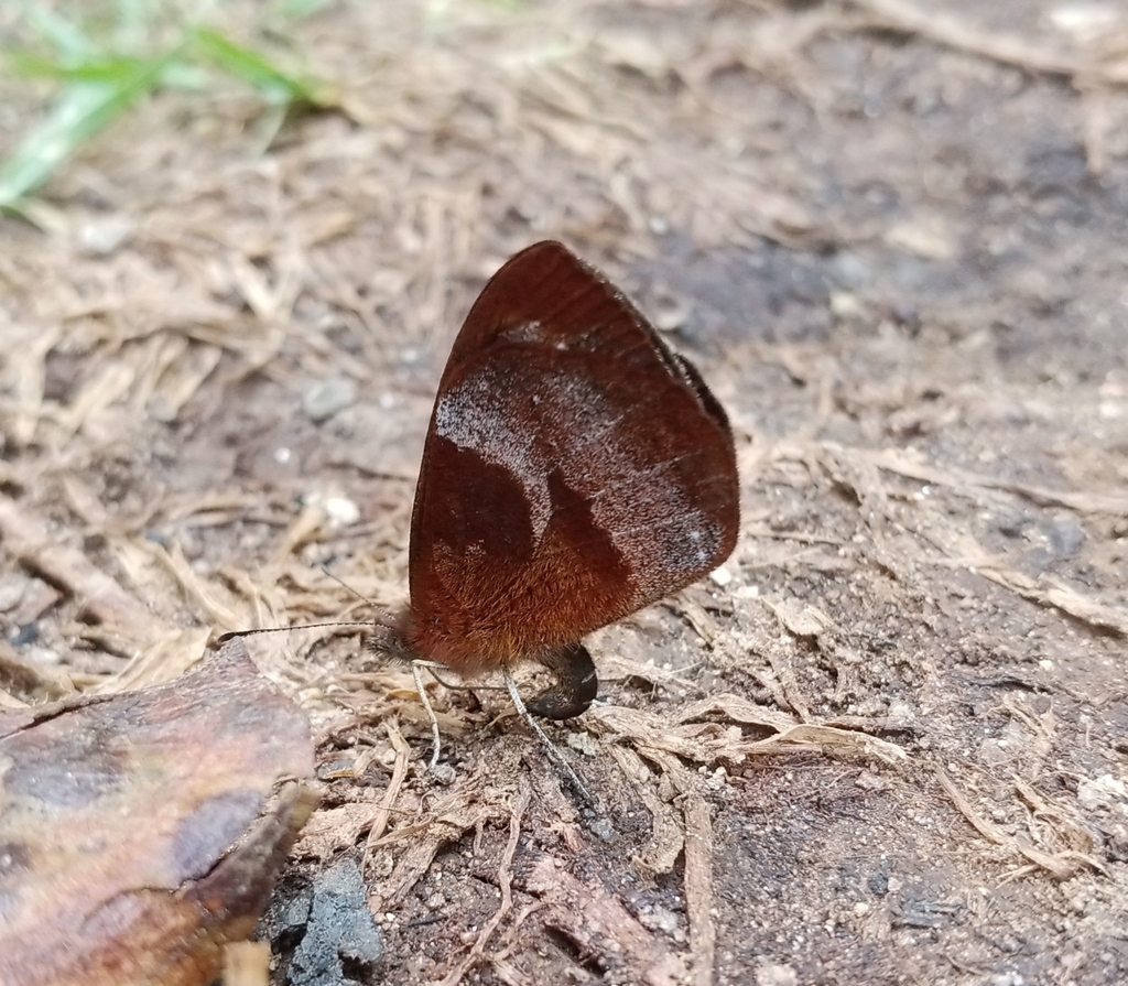 Lymanopoda dietzi
