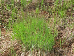 Carex cespitosa