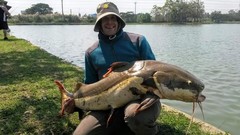 Phractocephalus hemioliopterus