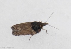 Acleris busckana