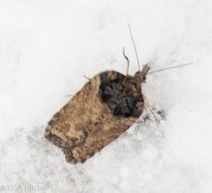 Acleris busckana