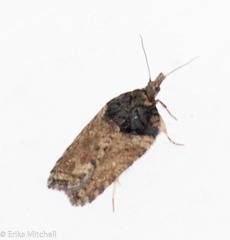 Acleris busckana
