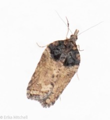 Acleris busckana