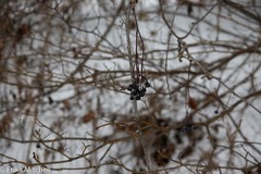 Viburnum cassinoides