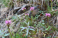 Pedicularis sudetica interioroides