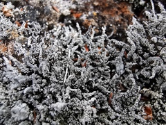 Stereocaulon vulcani