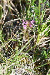 Pedicularis sudetica interioroides