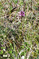 Pedicularis sudetica interioroides
