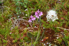 Pedicularis sudetica interioroides