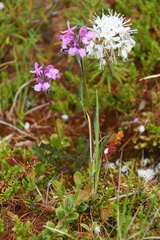 Pedicularis sudetica interioroides