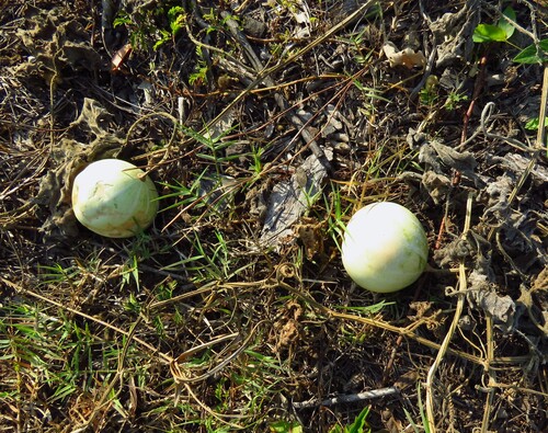 Okeechobee gourd (Cucurbita okeechobeensis)