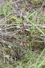 Pedicularis sudetica interioroides