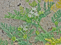 Capnophyllum