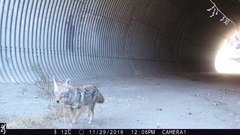 Canis latrans