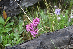 Pedicularis sudetica interioroides