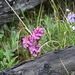 Pedicularis sudetica interioides - Photo (c) Игорь Поспелов, some rights reserved (CC BY-NC), uploaded by Игорь Поспелов