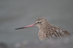 Limosa lapponica
