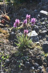 Pedicularis sudetica interioroides