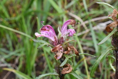 Pedicularis sudetica interioroides