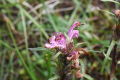 Pedicularis sudetica interioroides