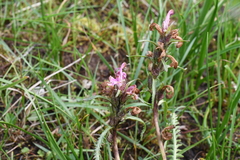Pedicularis sudetica interioroides