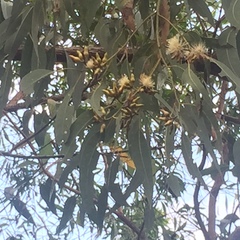 Eucalyptus bancroftii