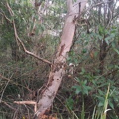 Eucalyptus bancroftii