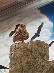 Bubo