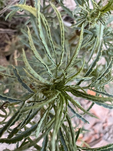 Tagetes minuta iNat (1)