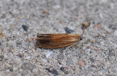 Eucosma umbrastriana