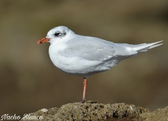 Ichthyaetus melanocephalus