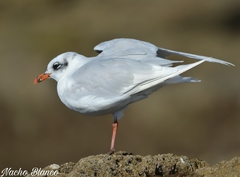 Ichthyaetus melanocephalus
