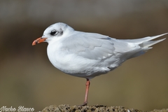 Ichthyaetus melanocephalus