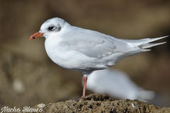 Ichthyaetus melanocephalus