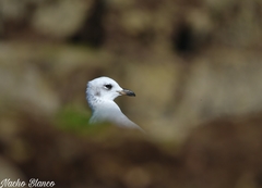 Ichthyaetus melanocephalus