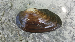 Pyganodon grandis