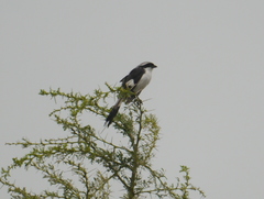 Lanius excubitoroides