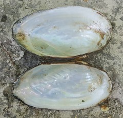 Pyganodon grandis
