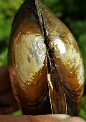 Pyganodon grandis