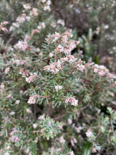 Acrothamnus suaveolens observed 2025-06-30