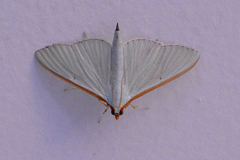 Stemorrhages oceanitis