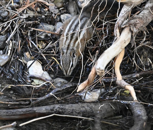 Palmer's Chipmunk observed by lonnyholmes