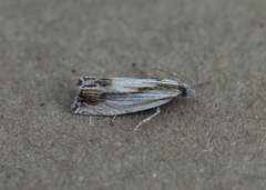 Eucosma radiatana