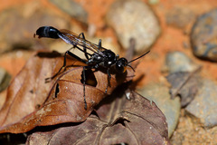 Eremnophila