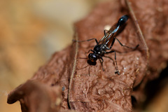 Eremnophila