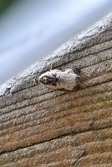 Olethreutes malana