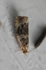 Olethreutes versicolorana