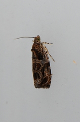 Olethreutes tilianum