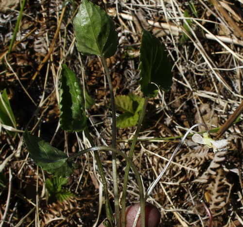 Viola hultenii iNat (3)